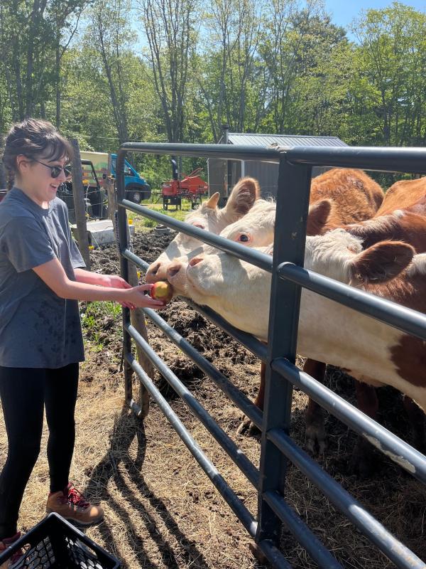 Feeding local cows with extra produce from the gleaning program. Courtesy photo