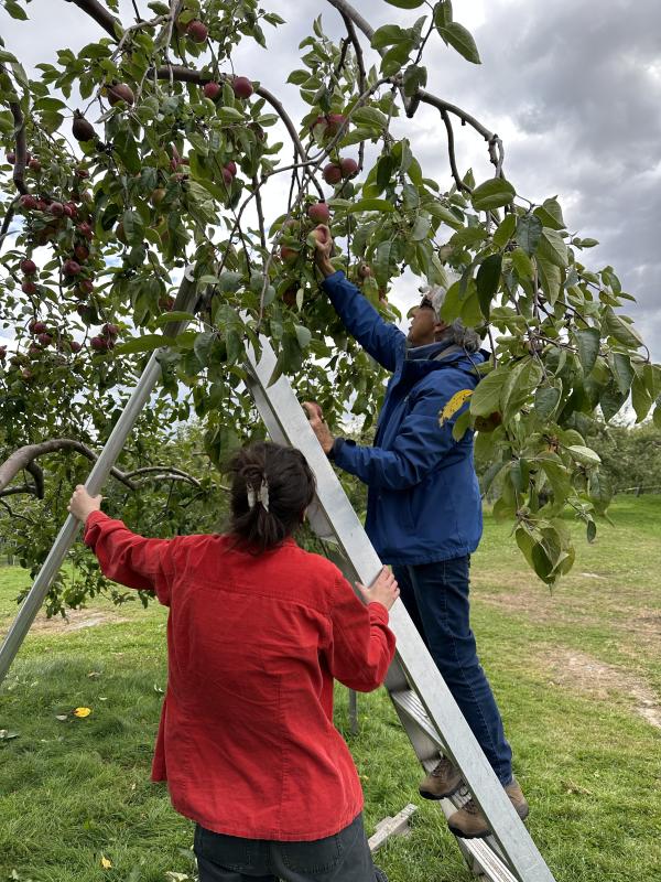 Gleaning produce at Biscay Orchards in Damariscotta. Courtesy photo