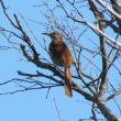Brown thrashers are closely related to mockingbirds and are also excellent mimics. (Photo courtesy of Jeff Wells)