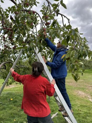 Gleaning produce at Biscay Orchards in Damariscotta. Courtesy photo